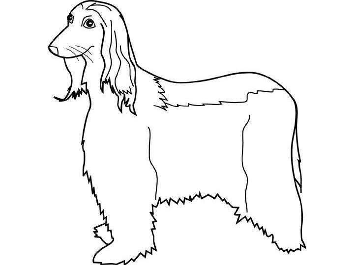 coloriage chien afghan hound